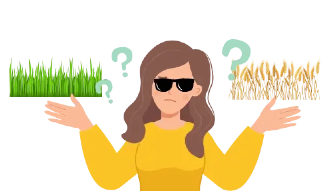 Barley Grass or Wheat Grass: What's the difference?