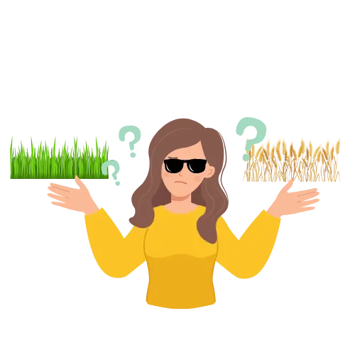 Barley Grass or Wheat Grass: What’s the difference?